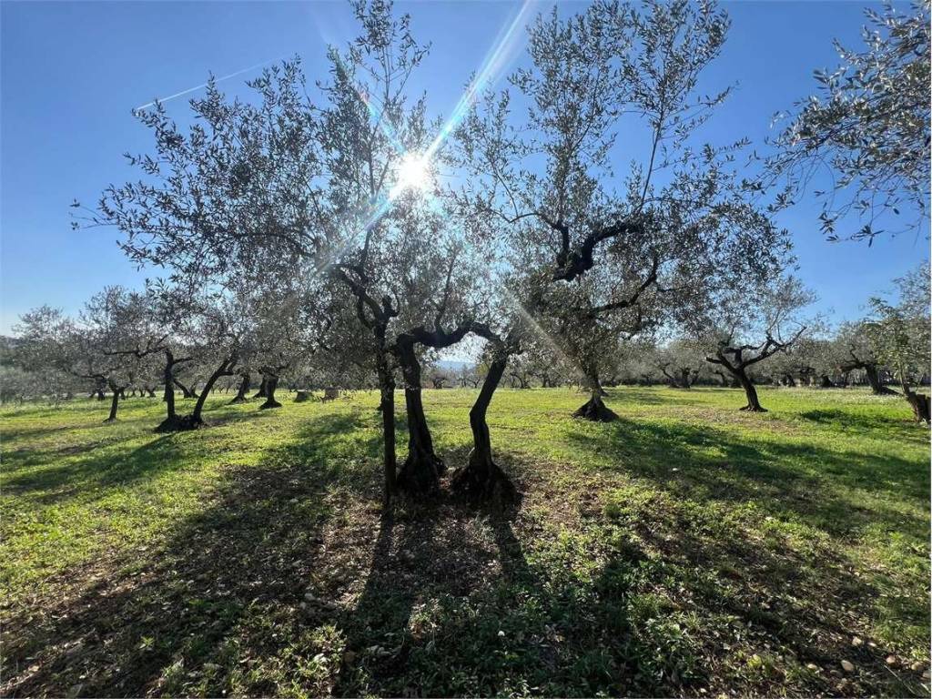 Terreno a Loreto aprutino in contrada sablanico - Foto 5