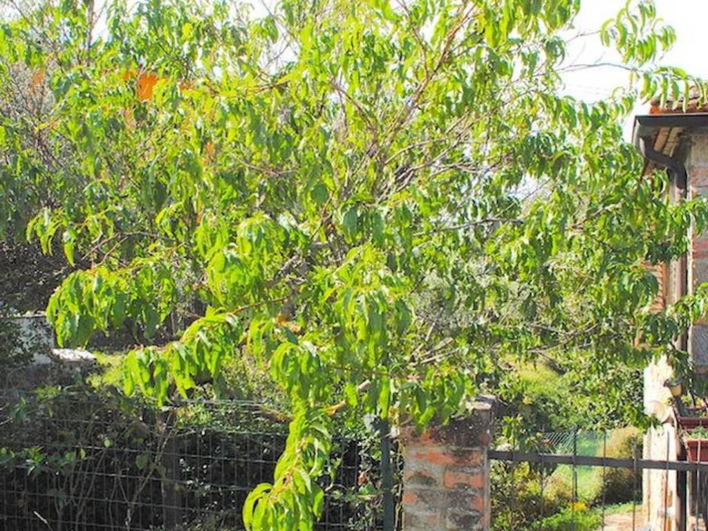 Rustico / casale a Cortona - Foto 4