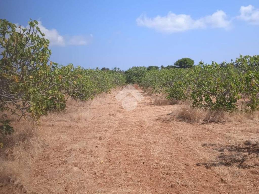Terreno a Carovigno in Contrada Monacelle - Foto 4
