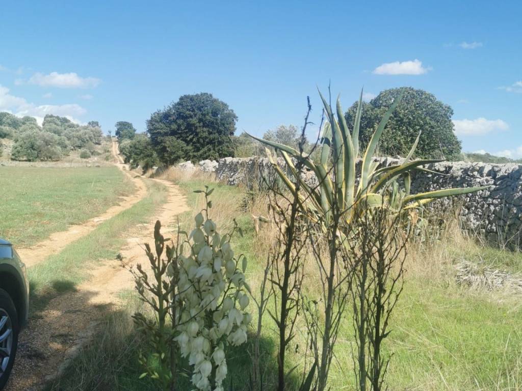 Terreno a Ostuni in Contrada San Paolo Piccolo - Foto 2