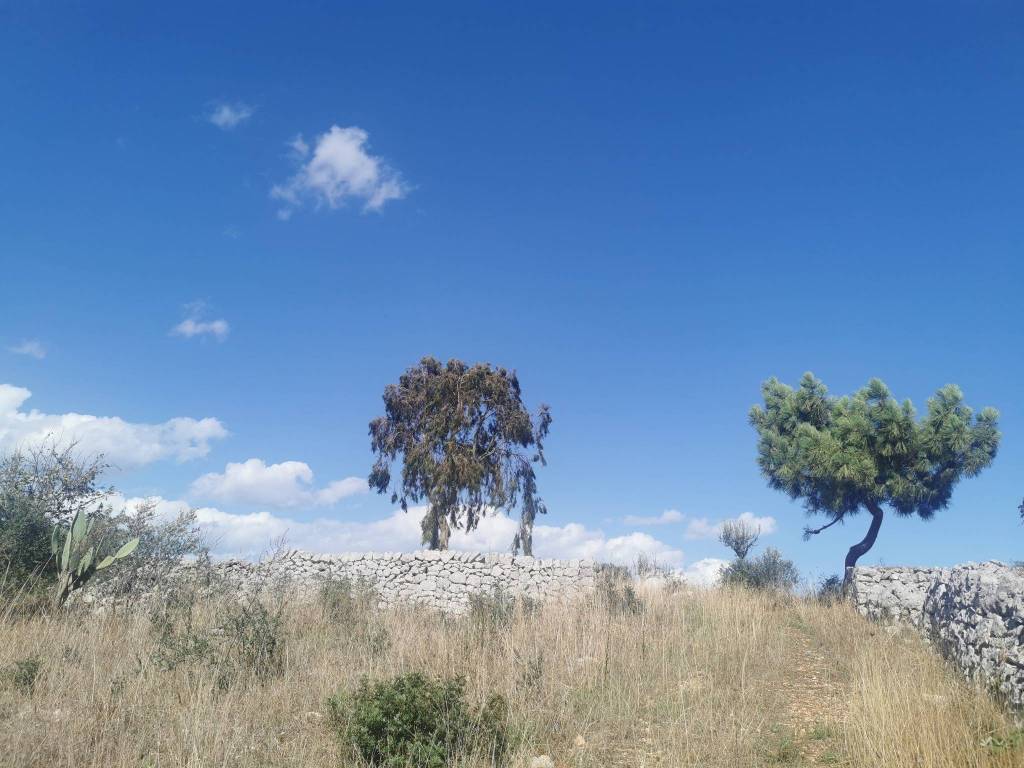 Terreno a Ostuni in Contrada San Paolo Piccolo - Foto 3