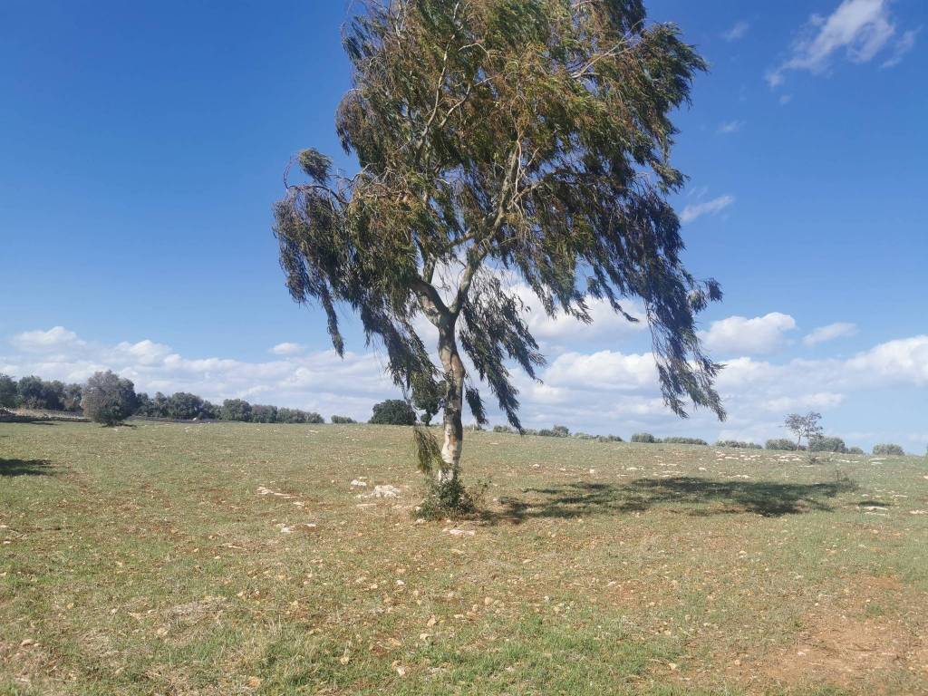 Terreno a Ostuni in Contrada San Paolo Piccolo - Foto 4