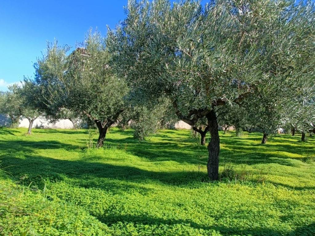 Terreno a Lamezia terme in Via delle Vigne - Foto 4