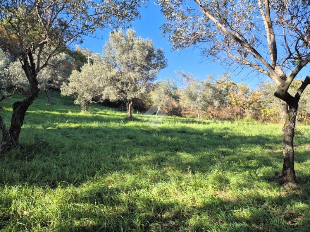 Terreno a Mompeo in VOCABOLO LIMITI - Foto 3