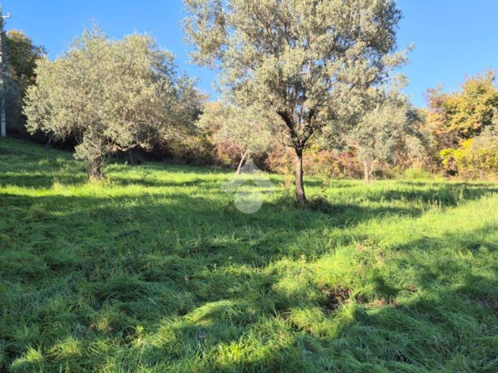 Terreno a Mompeo in VOCABOLO LIMITI - Foto 4