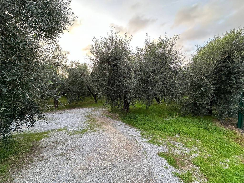 Terreno a Castagneto carducci - Foto 2