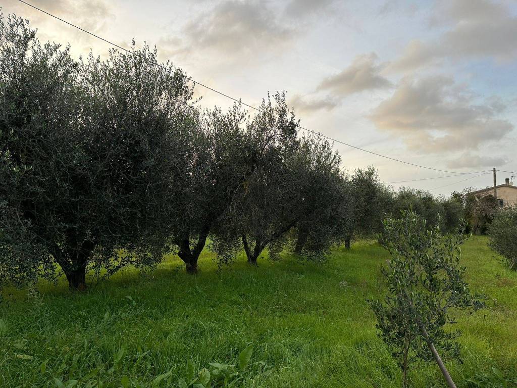 Terreno a Castagneto carducci - Foto 3