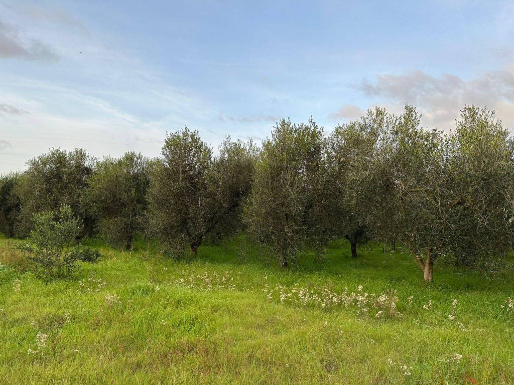 Terreno a Castagneto carducci - Foto 4
