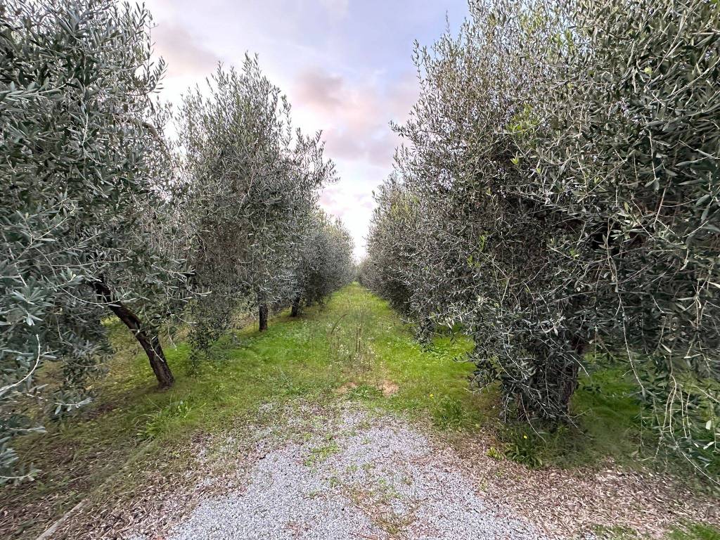 Terreno a Castagneto carducci - Foto 5