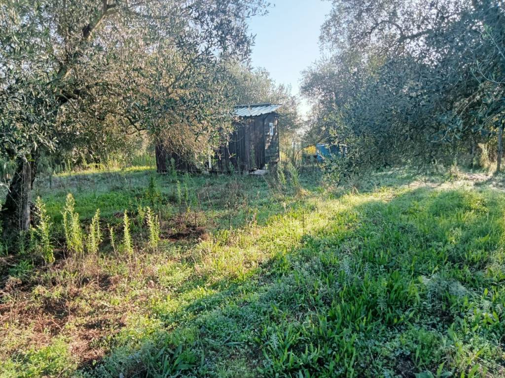 Terreno a Faleria in Strada Provinciale Falisca - Foto 2