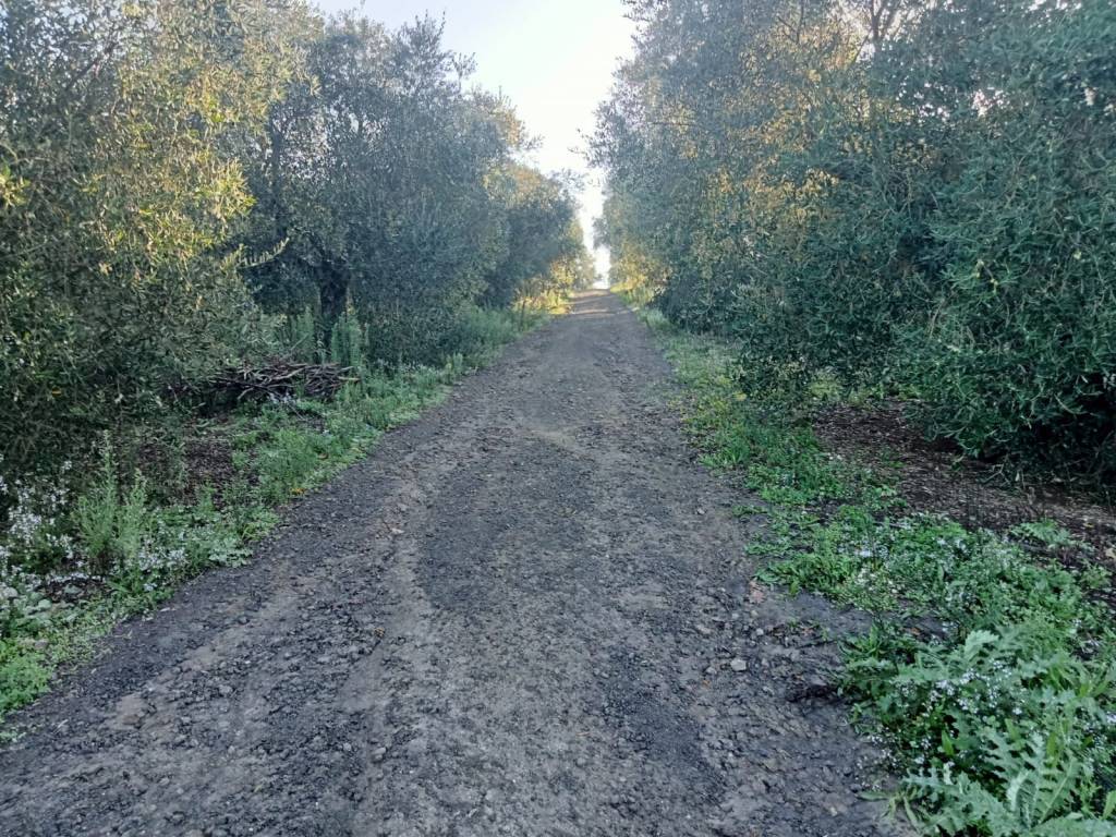 Terreno a Faleria in Strada Provinciale Falisca - Foto 3