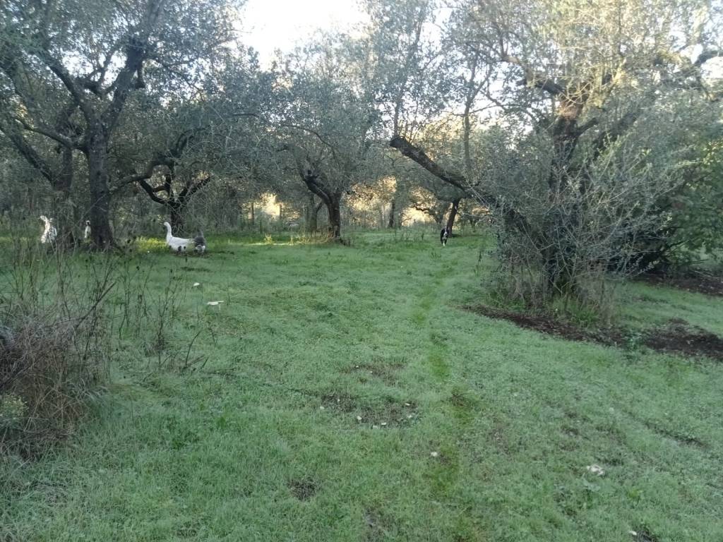 Terreno a Faleria in Strada Provinciale Falisca - Foto 5