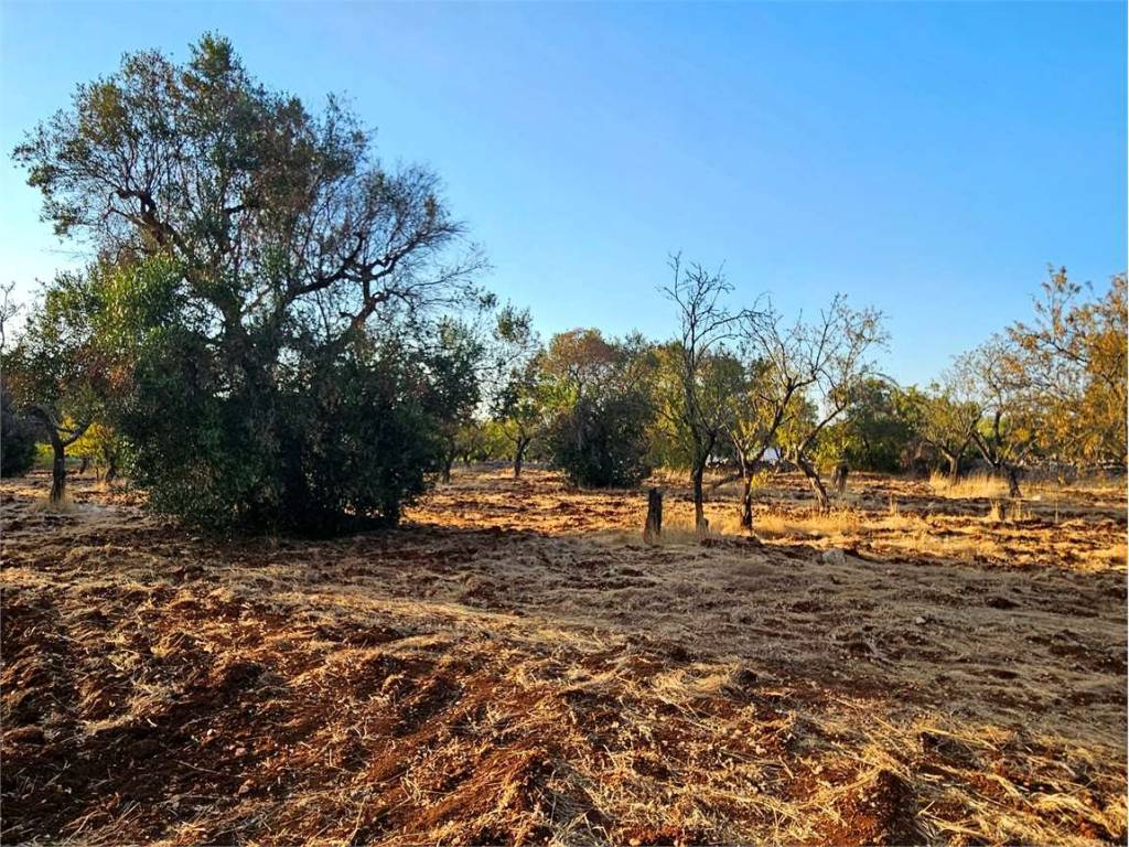Terreno a Carovigno - Foto 4