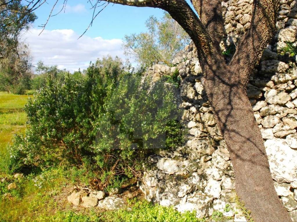 Terreno a Specchia in Strada Comunale Matine I - Foto 3