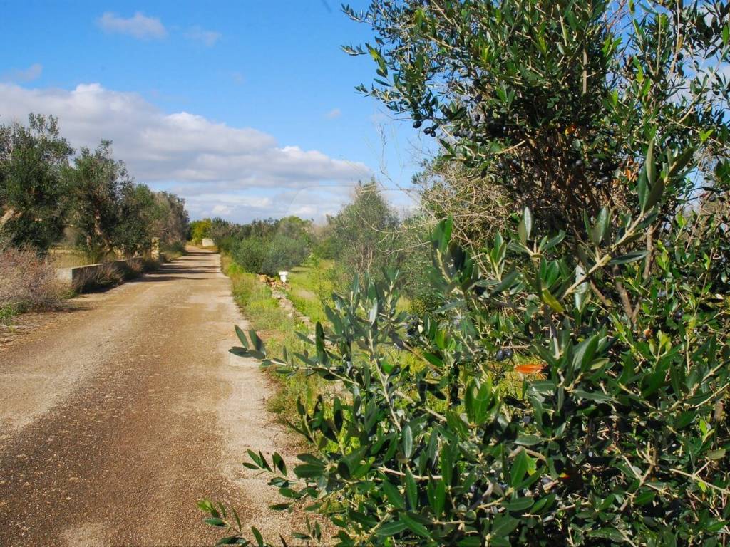 Terreno a Specchia in Strada Comunale Matine I - Foto 4