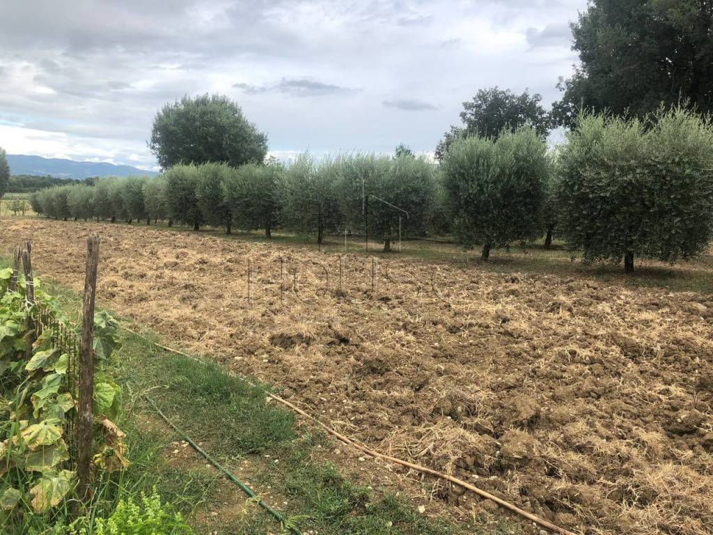 Terreno a Anghiari in Motina - Foto 3