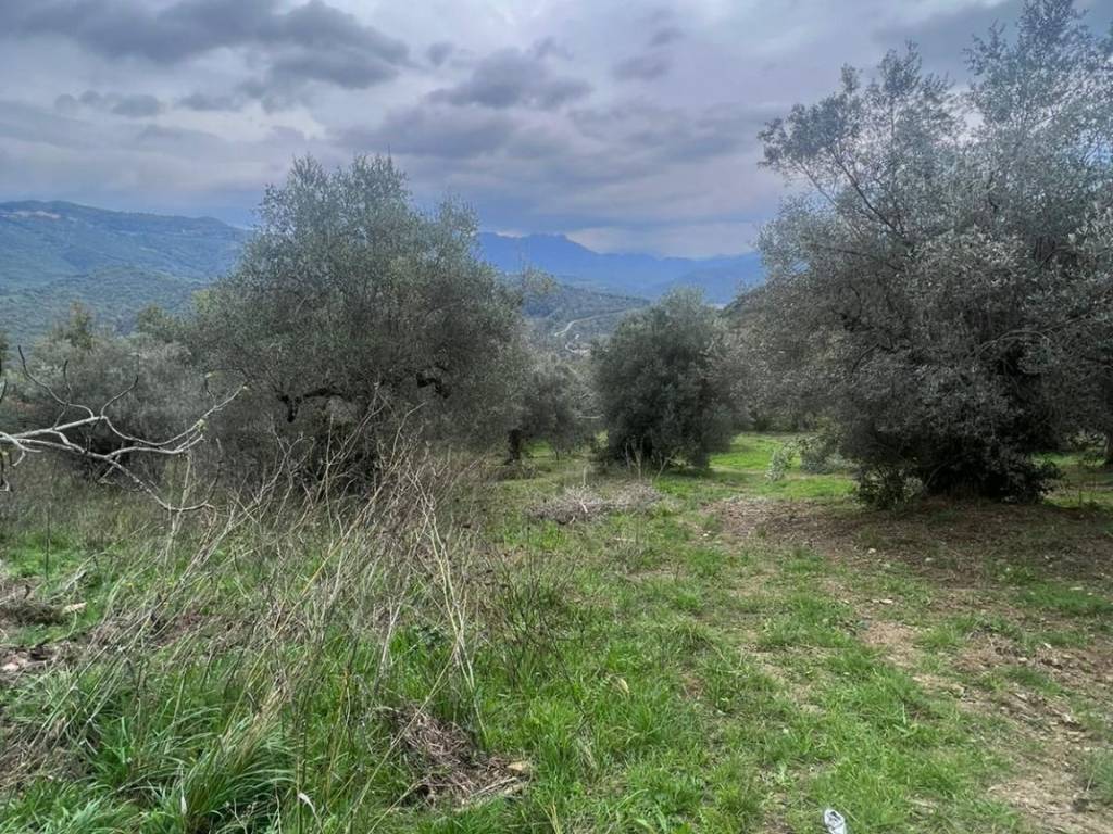 Terreno a Prignano cilento - Foto 4