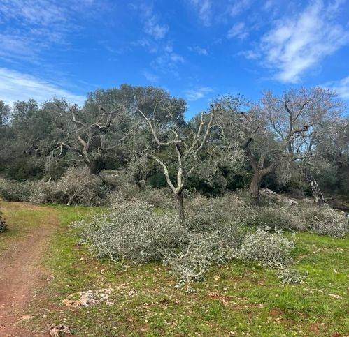 Terreno a Ostuni in Chiobbica - Foto 3