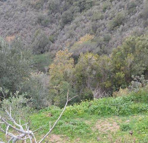 Terreno a Pollica - Foto 3