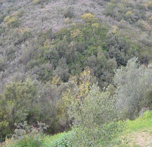 Terreno a Pollica - Foto 4