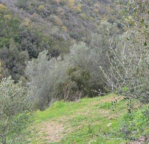 Terreno a Pollica - Foto 5