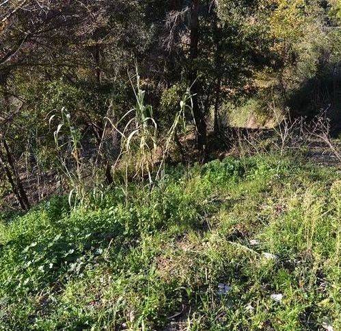 Terreno a Pollica in Strada Provinciale 15D - Foto 3