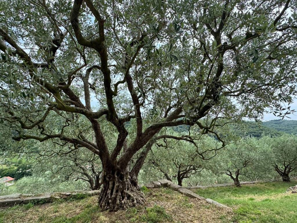 Terreno a Verona in Via Vincenzo Benini - Foto 3