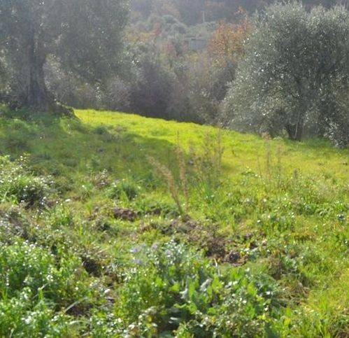 Rustico / casale a Pollica in Loc. Citraniti - Foto 4