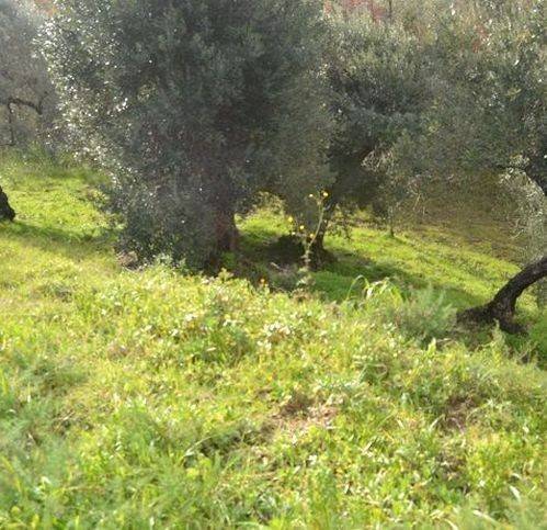 Rustico / casale a Pollica in Loc. Citraniti - Foto 5