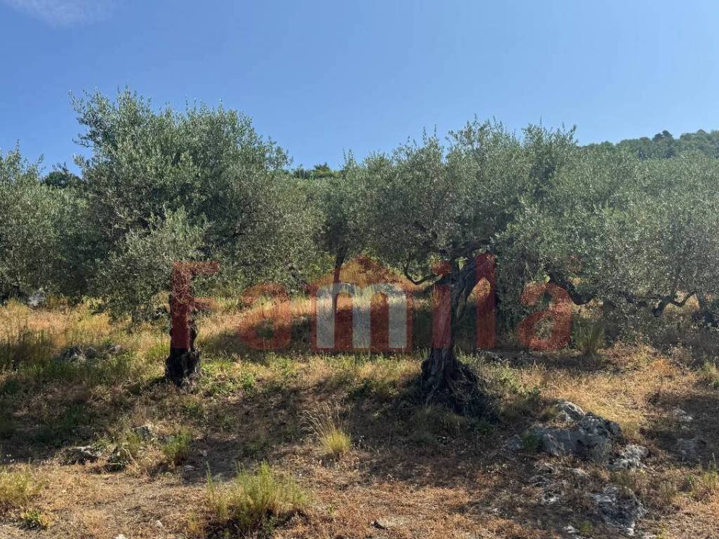 Terreno a Avella - Foto 2