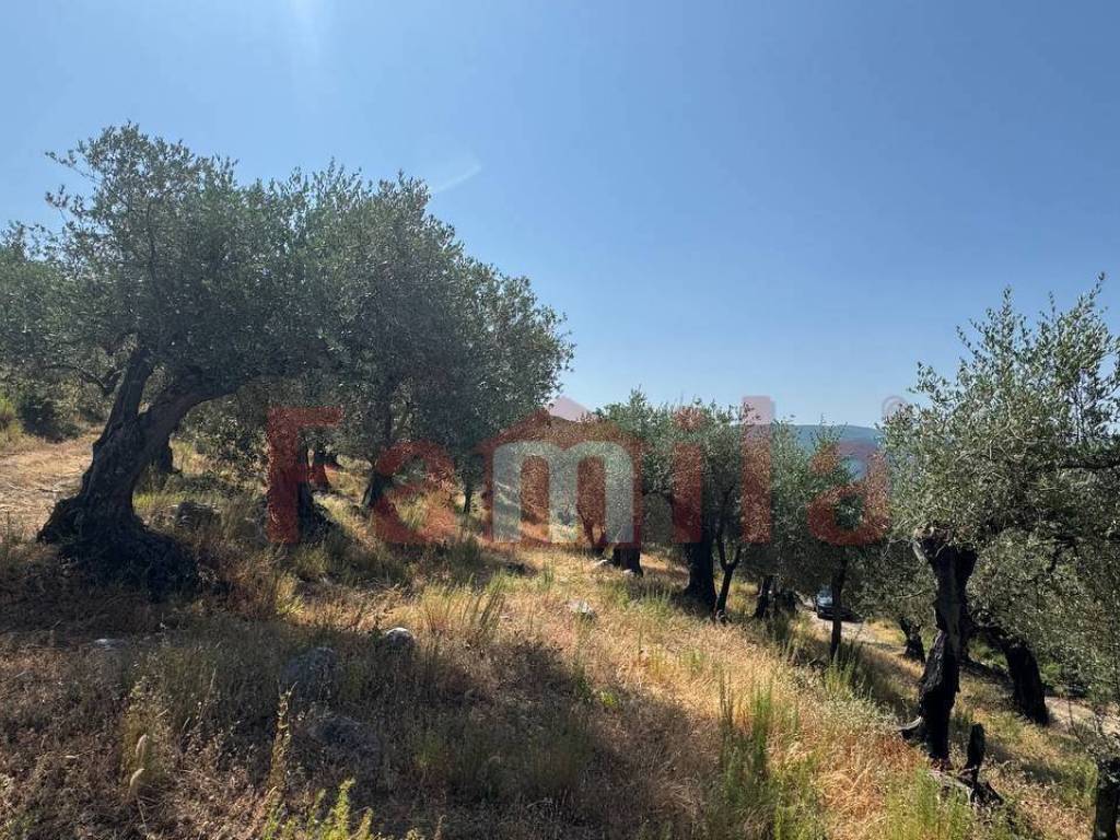 Terreno a Avella - Foto 4