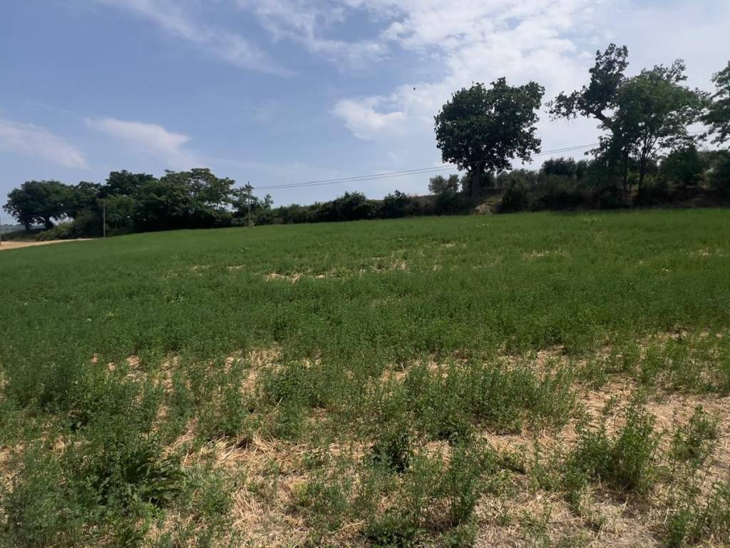 Terreno a Monte urano in Contrada San Lorenzo - Foto 5