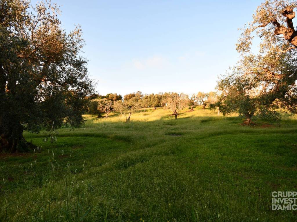 Terreno a Cisternino in Contrada Pistone - Foto 3