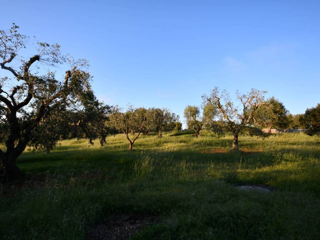 Terreno a Cisternino in Contrada Pistone - Foto 4