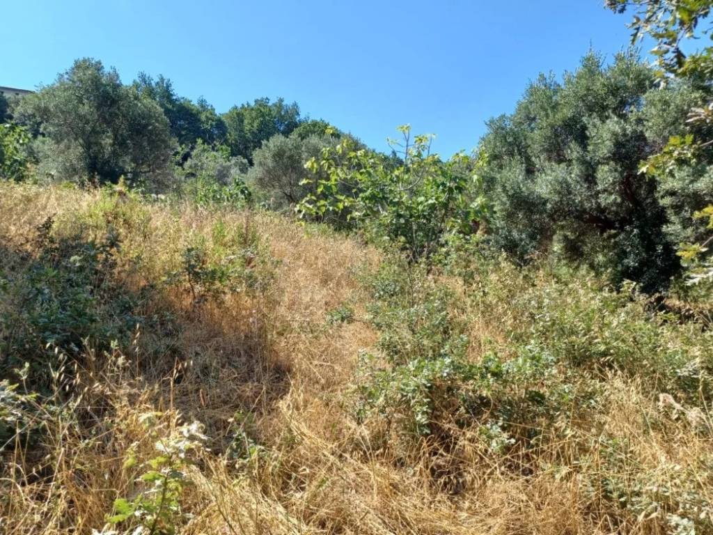 Terreno a Ogliastro cilento in Via Difesa Saccarosio - Foto 2