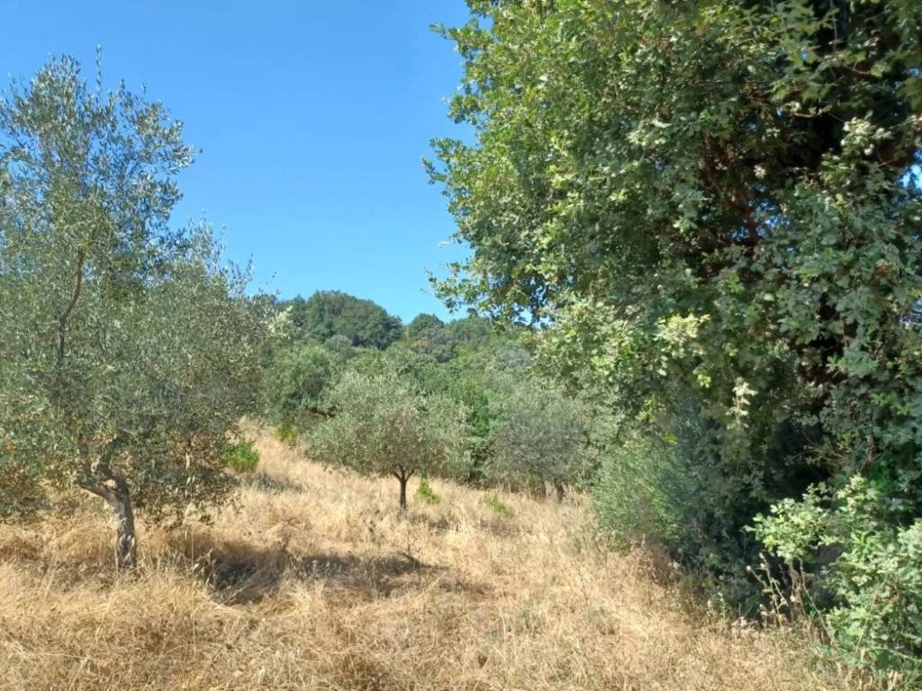 Terreno a Ogliastro cilento in Via Difesa Saccarosio - Foto 3