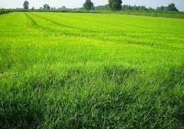 Terreno a Albaredo d'adige in Via Adige - Foto 2