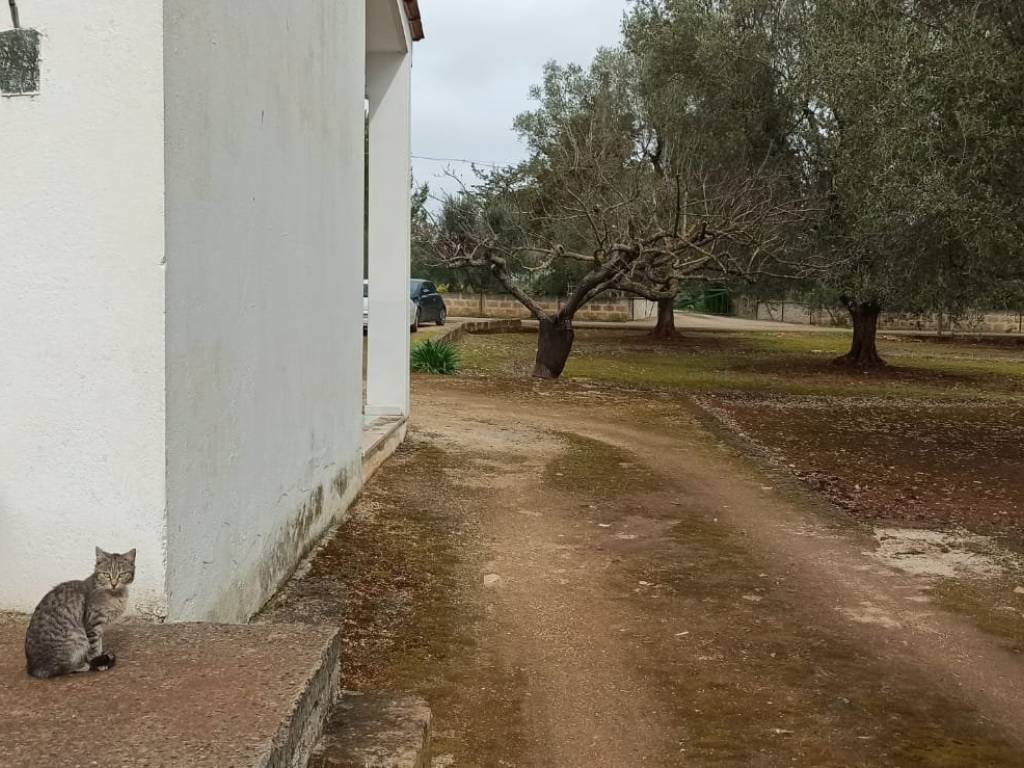 Villa a Francavilla fontana in Contrada Palmarino, 63 - Foto 5