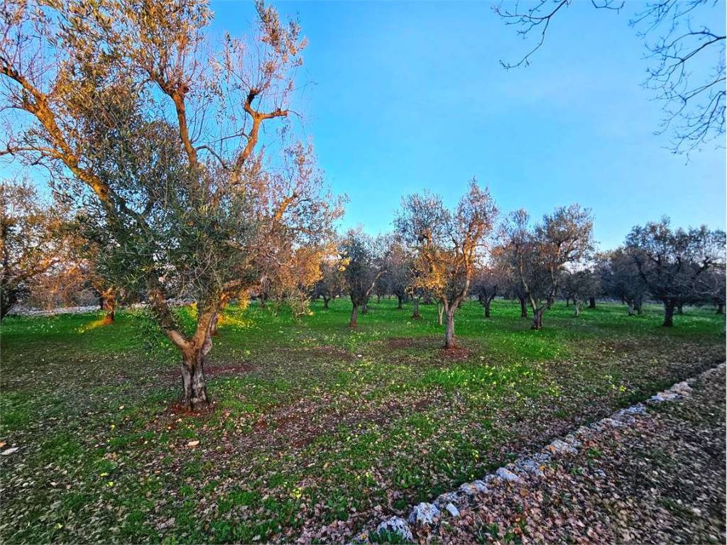Terreno a Carovigno - Foto 2