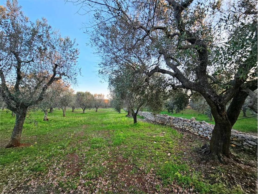 Terreno a Carovigno - Foto 3