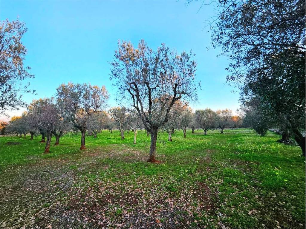 Terreno a Carovigno - Foto 4