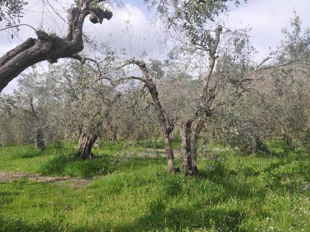 Terreno a Rosignano marittimo in Via della Repubblica - Foto 3