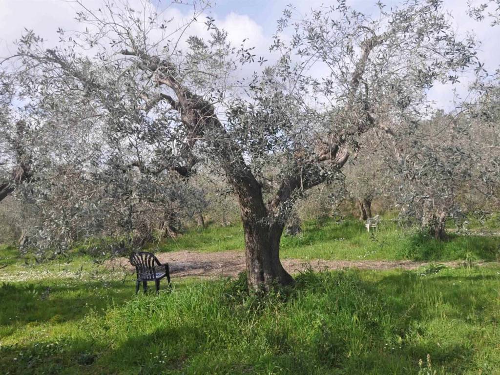 Terreno a Rosignano marittimo in Via della Repubblica - Foto 4