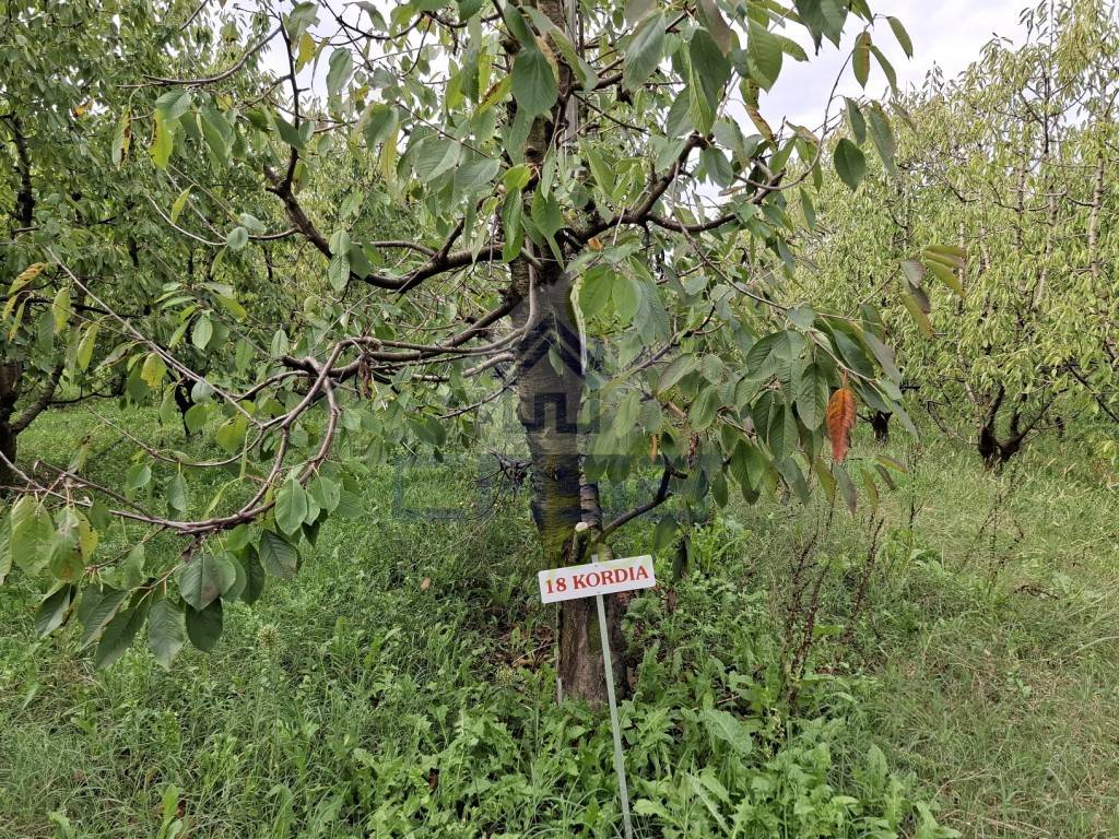 Terreno a Villanova sull'arda in VIA ROMA - Foto 4