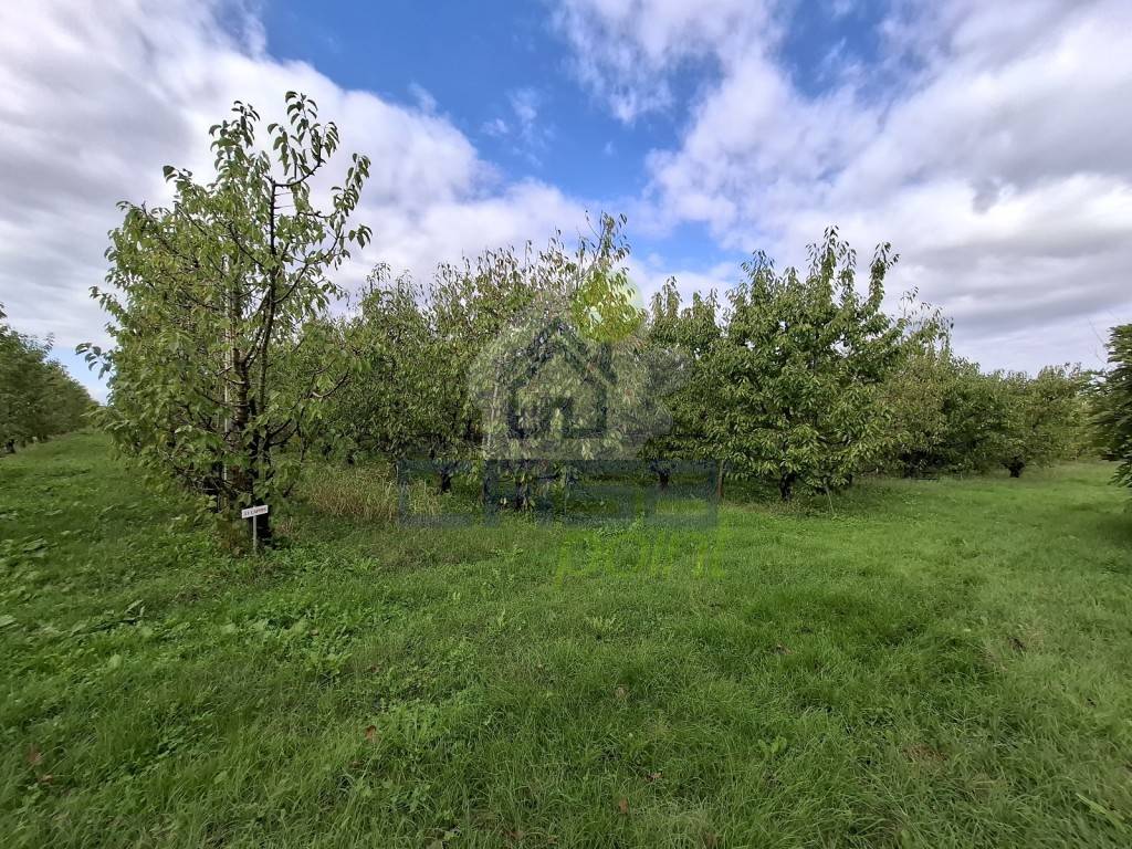 Terreno a Villanova sull'arda in VIA ROMA - Foto 5