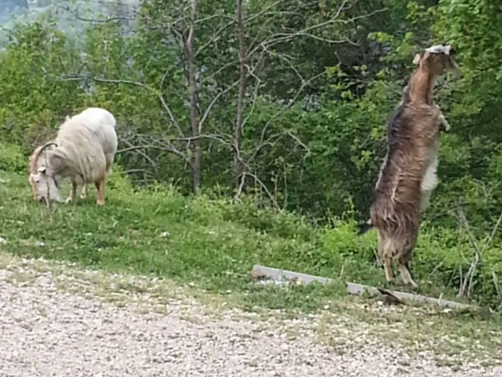 Terreno a Caprino veronese in Gamberon - Foto 3