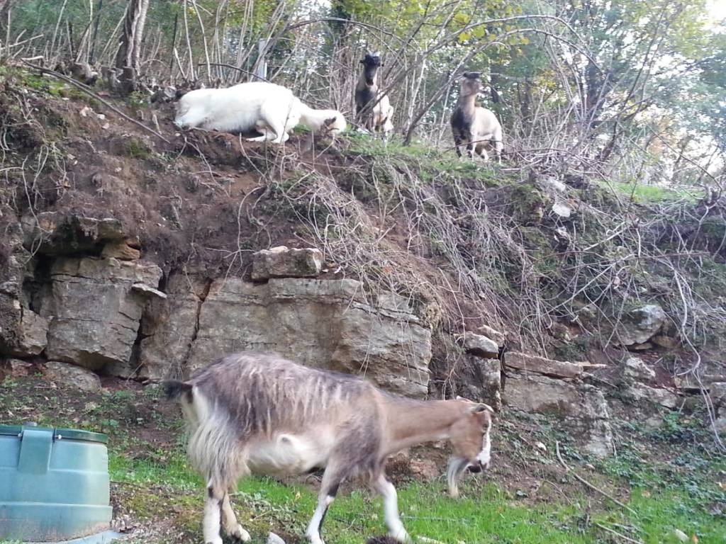Terreno a Caprino veronese in Gamberon - Foto 5