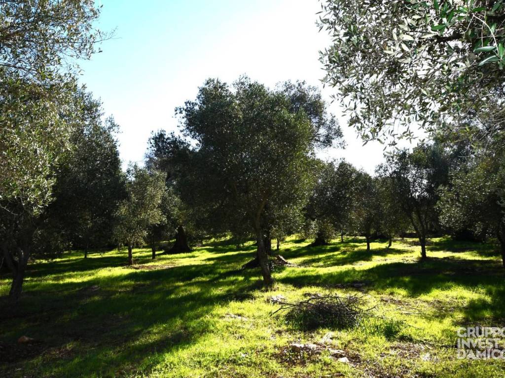 Rustico / casale a Ceglie messapica in Contrada Carbone, Ceglie Messapica - Foto 3