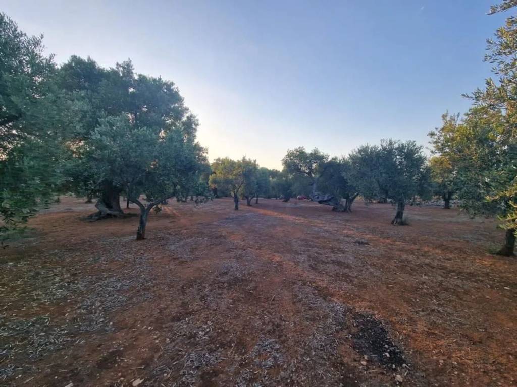 Terreno a Fasano in Contrada Cerasina S.N.C. - Foto 2