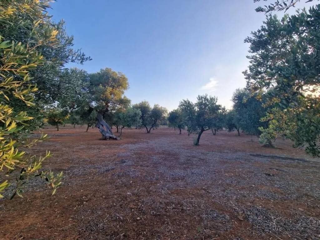 Terreno a Fasano in Contrada Cerasina S.N.C. - Foto 3